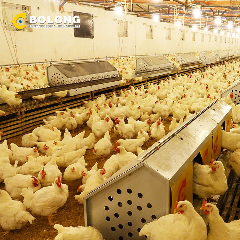 consistent quality Automatic Egg Collector